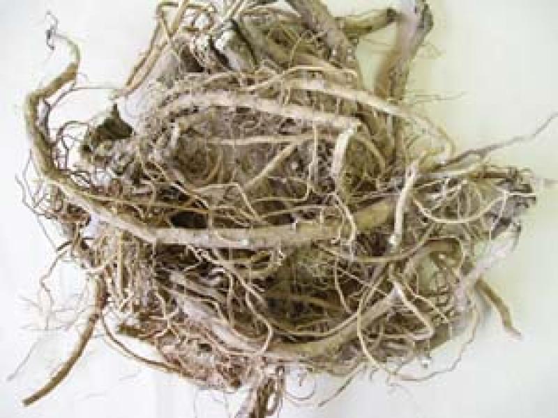 백계근 (흰접시꽃뿌리, 촉규근)절