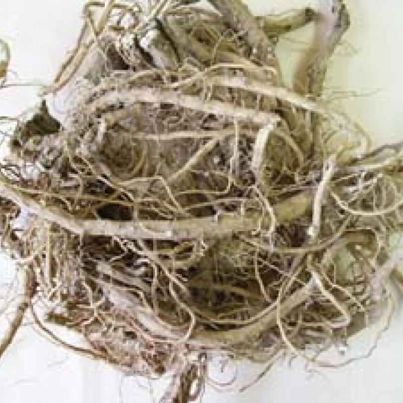 촉규근 (백계근, 흰접시꽃뿌리)
