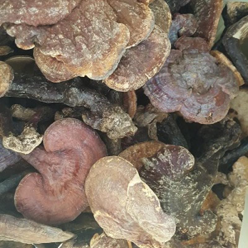 영지버섯(만년버섯, 불로초)야생 특